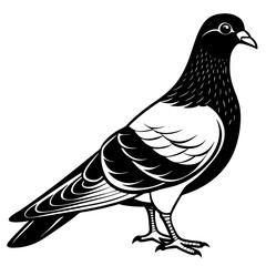 dove isolated on white