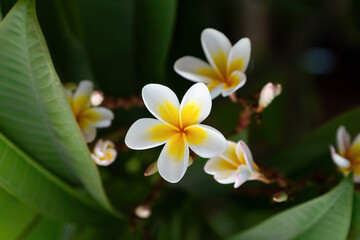 Close up of a beautiful plumeria (frangipani) flower in full bloom, featuring white petals with vibrant yellow centers. The background includes dark green leaves, focus on the delicate tropical flower