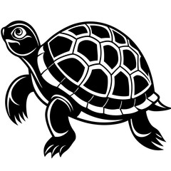 turtle illustration
