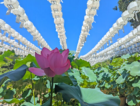 Lotus flower at Bongeunsa Temple in Seoul South Korea