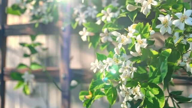 Fragrant jasmine climbing a rustic trellis, Video