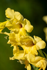 close-up of beautiful bright canna yellow king humbert