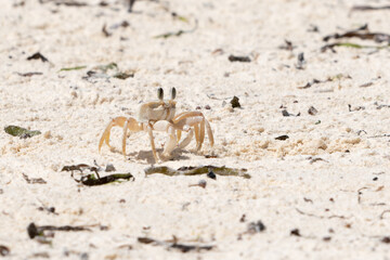 Ghost Crab on the Beach