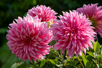 Fototapeta premium close-up of beautiful dahlia flower 