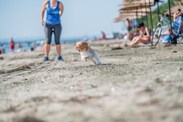 dog running on the beach