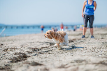 person walking dog on the beach