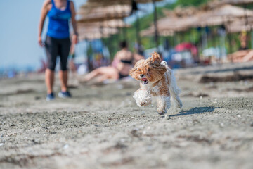 dog running on the beach
