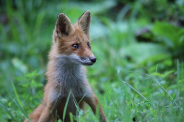 きつねポートレート