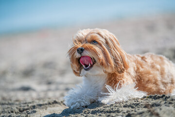dog on the beach