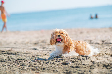 dog on the beach