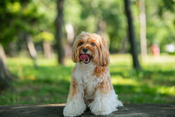 portrait of a dog