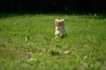 dog running towards you