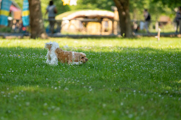 dog sitting in the park with ass up