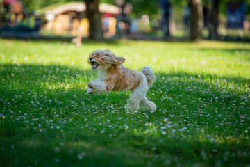 dog jumping on grass