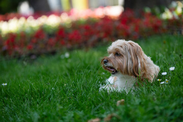 dog on a grass with flowers