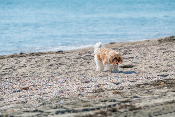 dog on the beach