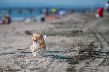 dog running on the beach