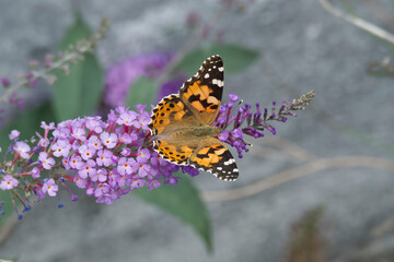 Painted Lady (Vanessa cardui) butterfly perched on summer lilac in Zurich, Switzerland