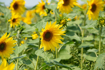 close-up of a Sunflower (Helianthus annuus) 