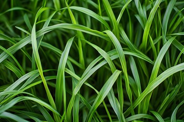 Lush green grass with long, slender blades creating a vibrant natural texture.
