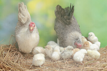 Two adult hens are foraging in a pile of dry grass with their newborn chicks. This animal has the scientific name Gallus gallus domesticus.
