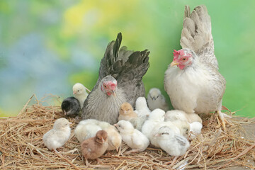 Two adult hens are foraging in a pile of dry grass with their newborn chicks. This animal has the scientific name Gallus gallus domesticus.