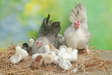 Two adult hens are foraging in a pile of dry grass with their newborn chicks. This animal has the scientific name Gallus gallus domesticus.