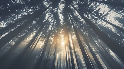 A serene forest scene with tall trees and sunlight filtering through mist.