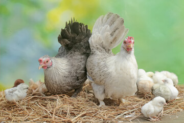 Two adult hens are foraging in a pile of dry grass with their newborn chicks. This animal has the scientific name Gallus gallus domesticus.