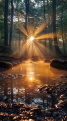 Forest Stream Sunlight Photo