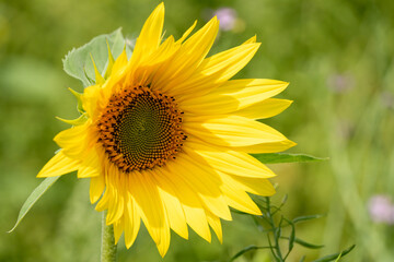 close-up of a Sunflower (Helianthus annuus) 