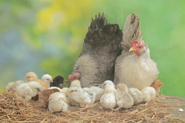 Two adult hens are foraging in a pile of dry grass with their newborn chicks. This animal has the scientific name Gallus gallus domesticus.