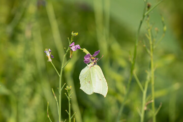 close-up of a feeding common brimstone butterfly (Gonepteryx rhamni) 
