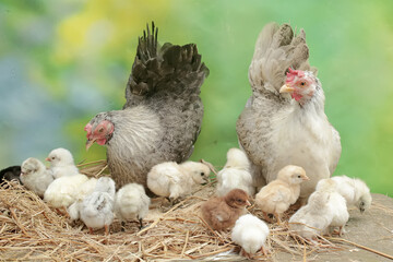 Two adult hens are foraging in a pile of dry grass with their newborn chicks. This animal has the scientific name Gallus gallus domesticus.