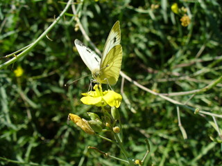 Butterfly Garden whites, Pieris on yellow flower of Arugula, Eruca vesicaria, Rocket in garden - close-up shot. Topics: beauty of nature, blooming, insect, vegetation, natural environment, summer