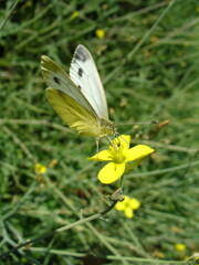 Butterfly Garden whites, Pieris on yellow flower of Arugula, Eruca vesicaria, Rocket in garden - close-up shot. Topics: beauty of nature, blooming, insect, vegetation, natural environment, summer