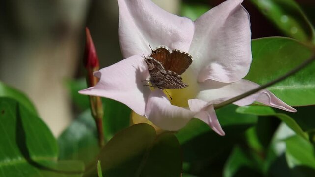 Short clip of a geranium bronze butterfly cacyreus marshalli on a mandevilla dipladenia blossom