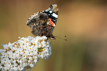 close-up of a Red Admiral butterfly (Vanessa atalanta), bumblebee (Bombus) and a house fly (Musca domestica) feeding on a buddleja davidii (white profusion) butterfly bush, Wiltshire UK