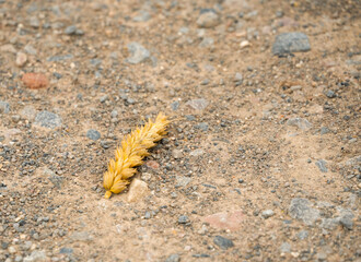 close-up of a single golden wheat head on grey brown gravel