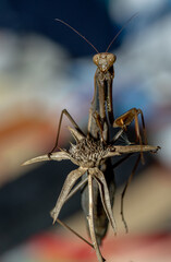 mantide religiosa