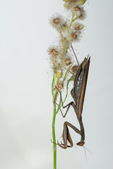 mantide religiosa