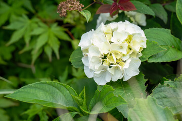 close-up of beautiful white blooming flowers of Hydrangea macrophylla, a Japanese plant