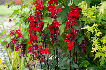 close-up of beautiful vibrant bright red flowering Lobelia Cardinalis plant, a perennial herbaceous pond plant