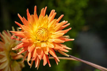 beautiful close-up of a Dahlia flower in summer bloom