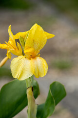 close-up of beautiful bright canna yellow king humbert