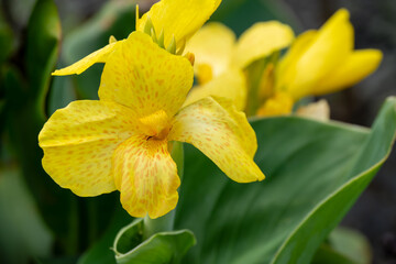 close-up of beautiful bright canna yellow king humbert