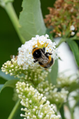 close-up of a bumblebee (Bombus) feeding on a white flower buddleja buddleia (white profusion) butterfly bush, Wiltshire UK