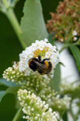 close-up of a bumblebee (Bombus) feeding on a white flower buddleja buddleia (white profusion) butterfly bush, Wiltshire UK
