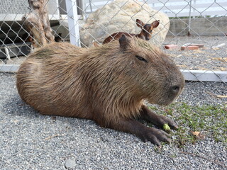 capybara is lying and sleeping on the ground design for relaxation concept