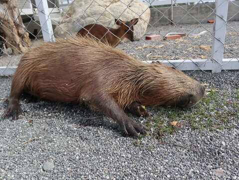 capybara is lying and sleeping on the ground design for relaxation concept